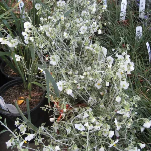 Fall plant sale setup. Solanum