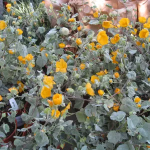 Fall plant sale setup. Abutilon palmeri