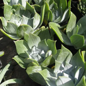 Fall plant sale setup, Dudleya (liveforevers)