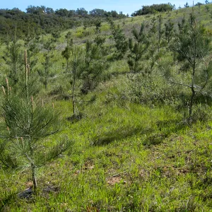 Torrey Pine plantation at Hay Hill