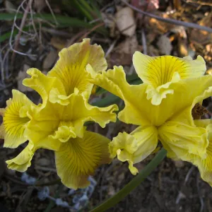 Iris Poppy, 05-19 in D 24
