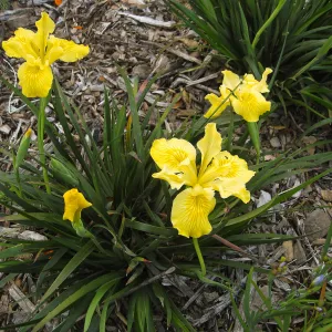 Iris â€˜Canyon Sunshine' in Groundcover Display