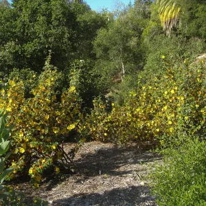 Fremontodendron in bloom at the Tunnel Triangle