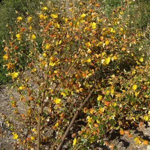 Fremontodendron in bloom at the Tunnel Triangle