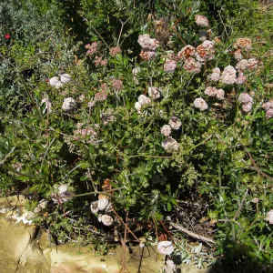 Eriogonum parvifolium in the Wallin garden