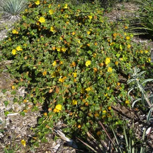 Fremontia â€˜Daras Gold' on the Porter Trail