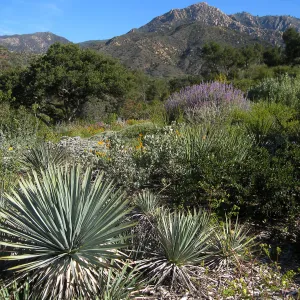 Bush lupine (Lupinus albifrons) on the Porter Trail