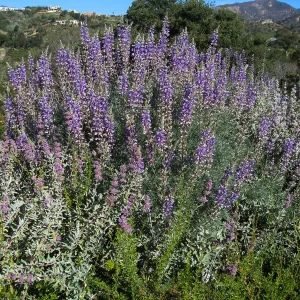 Bush lupine (Lupinus albifrons) on the Porter Trail