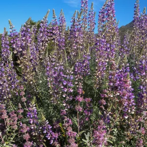 Bush lupine (Lupinus albifrons) on the Porter Trail