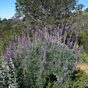 Bush lupine (Lupinus albifrons) on the Porter Trail