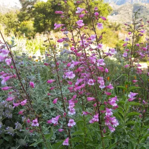 Penstemon spectabilis hybrids on the Porter Trail