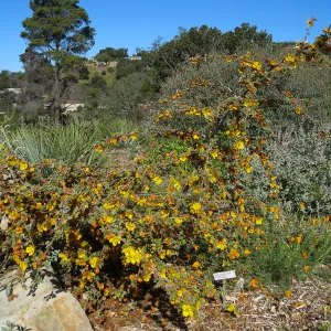 Fremontia 'El Dorado Gold' on the Porter Trail