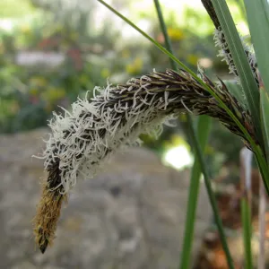 Carex flower