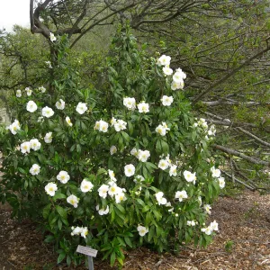 Carpenteria californica on the Porter Trail