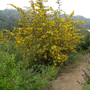 Flannel bush on the Porter Trail. Fremontodendron