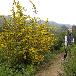 Flannel bush on the Porter Trail. Fremontodendron