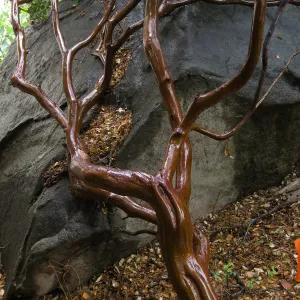 Arctostaphylos glauca wet bark