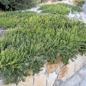 Ground cover manzanita at the Connelly garden in Hollister Ranch
