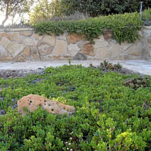 Ground cover manzanita at the Connelly garden in Hollister Ranch