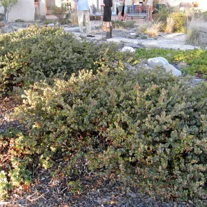 Ground cover manzanita at the Connelly garden in Hollister Ranch