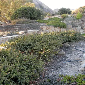 Ground cover manzanita at the Connelly garden in Hollister Ranch