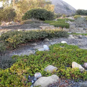 Ground cover manzanita at the Connelly garden in Hollister Ranch