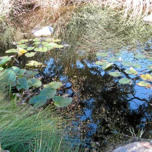 Pond with oak tree reflection