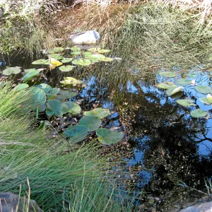 Pond with oak tree reflection
