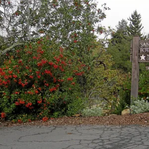 Toyon in fruit at top of parking lot with entry sign