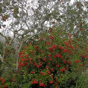 Toyon in fruit at top of parking lot