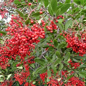 Toyon in fruit at top of parking lot