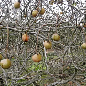 Buckeye fruit, Aesculus 