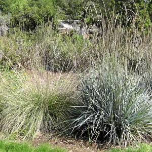Strips of Leymus 'Canyon Prince' and lawn in the Meadow