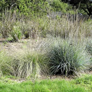 Strips of Leymus 'Canyon Prince' and lawn in the Meadow