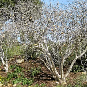 Horse chestnut, Aesculus in fruit on parking lot bank