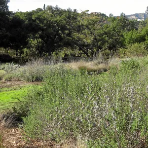 Salvia 'Pacific Blue' on east side of Meadow