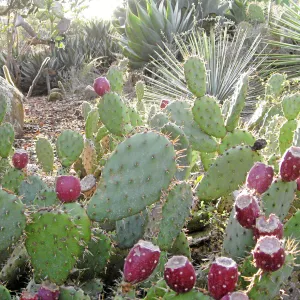 Opuntia vaseyi in fruit in the Desert Section