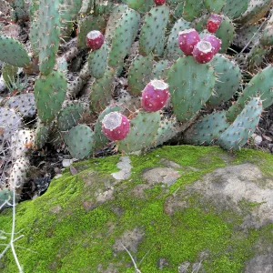 Opuntia vaseyi in fruit in the Desert Section