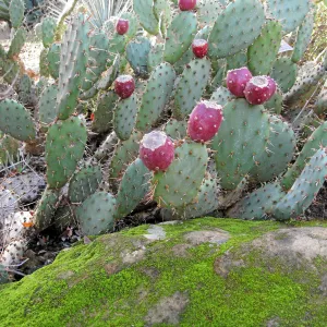 Opuntia vaseyi in fruit in the Desert Section