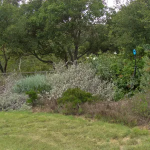 Meadow Revival Project Time Lapse Camera Test