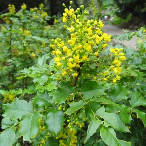 Berberis pinnata in bloom, Arroyo Section