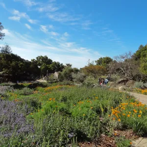 Lower Meadow in bloom, Ground cover display, wildflower display, SBBG