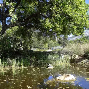 Meadow Pond, turtles, Meadow Oaks, SBBG