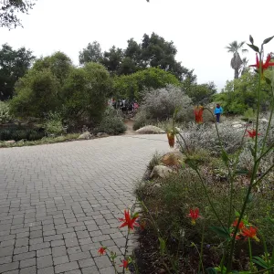 SBBG lower Meadow border display, student group in the Desert Section, SBBG