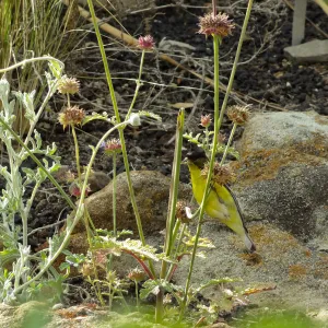 Gold finch, Desert Section, SBBG, bird