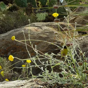 Gold finch, Desert Section, SBBG, bird
