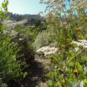 Porter Trail spur to Hort building, Eriogonum (wild buckwheat) in bloom, SBBG