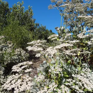 Porter Trail spur to Hort building, Eriogonum (wild buckwheat) in bloom, SBBG