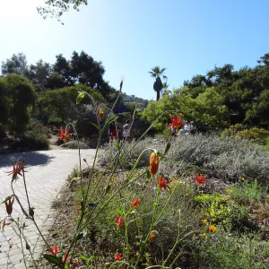 lower Meadow in bloom, SBBG, visitors on entrance path