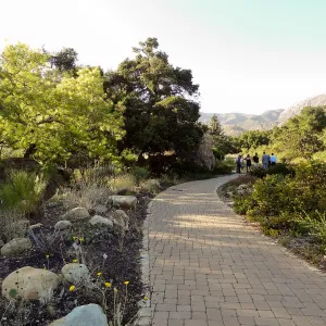 SBBG hosts Santa Barbara Chamber of Commerce Mixer, June 2013, Garden Tour, visitors walking by the Blaksley Boulder